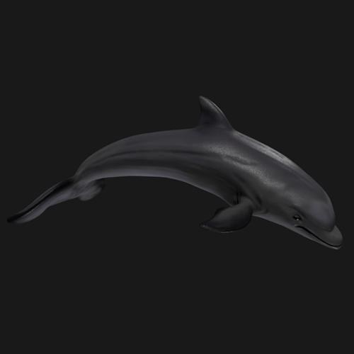 DOLPHIN preview image